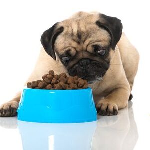 Dry Dog Food