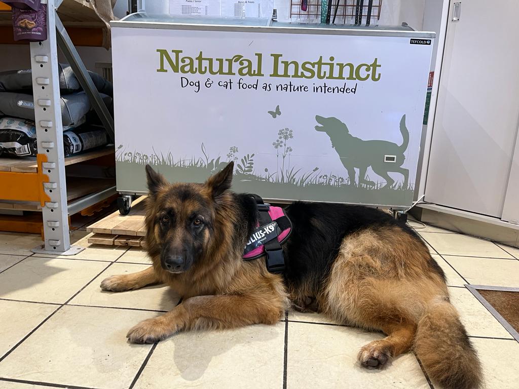 Lexie dog lying next to Natural Instinct poster