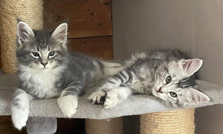 Two cats lying down waiting for Pet Barn natural food and treats