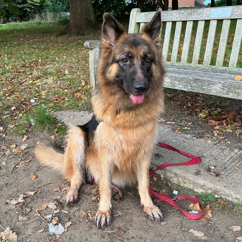 Lexie dog in the park