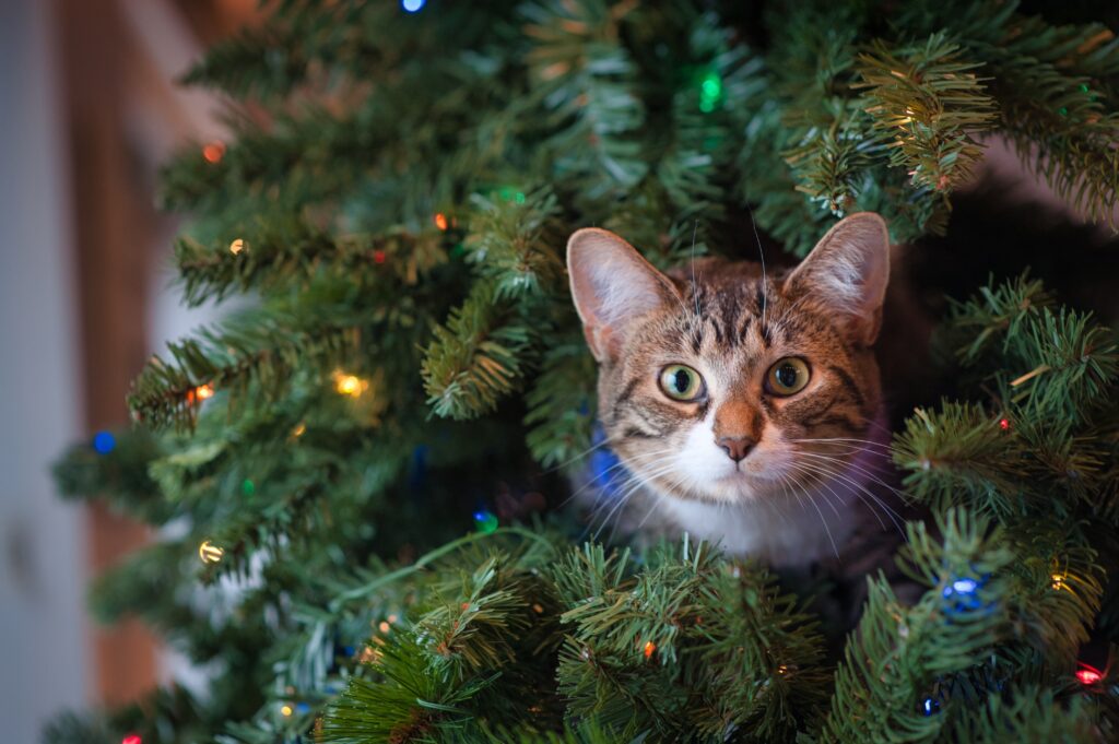 Cat looking our from a Christmas tree