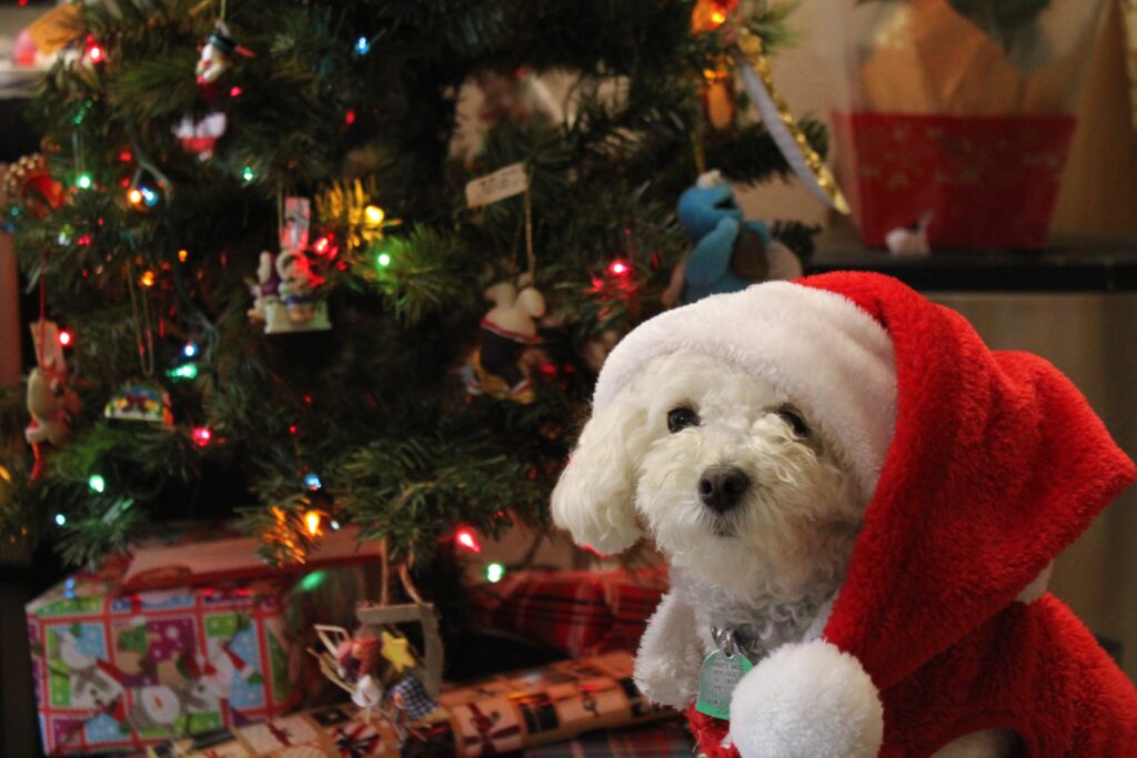 Christmas tree with white dog wearing a santa hat