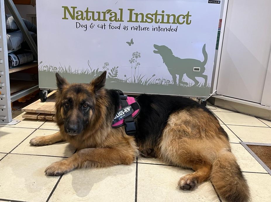 Lexie dog lying in front of Natural instinct fridge