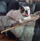 Whole Bulls Pizzle - Image 2